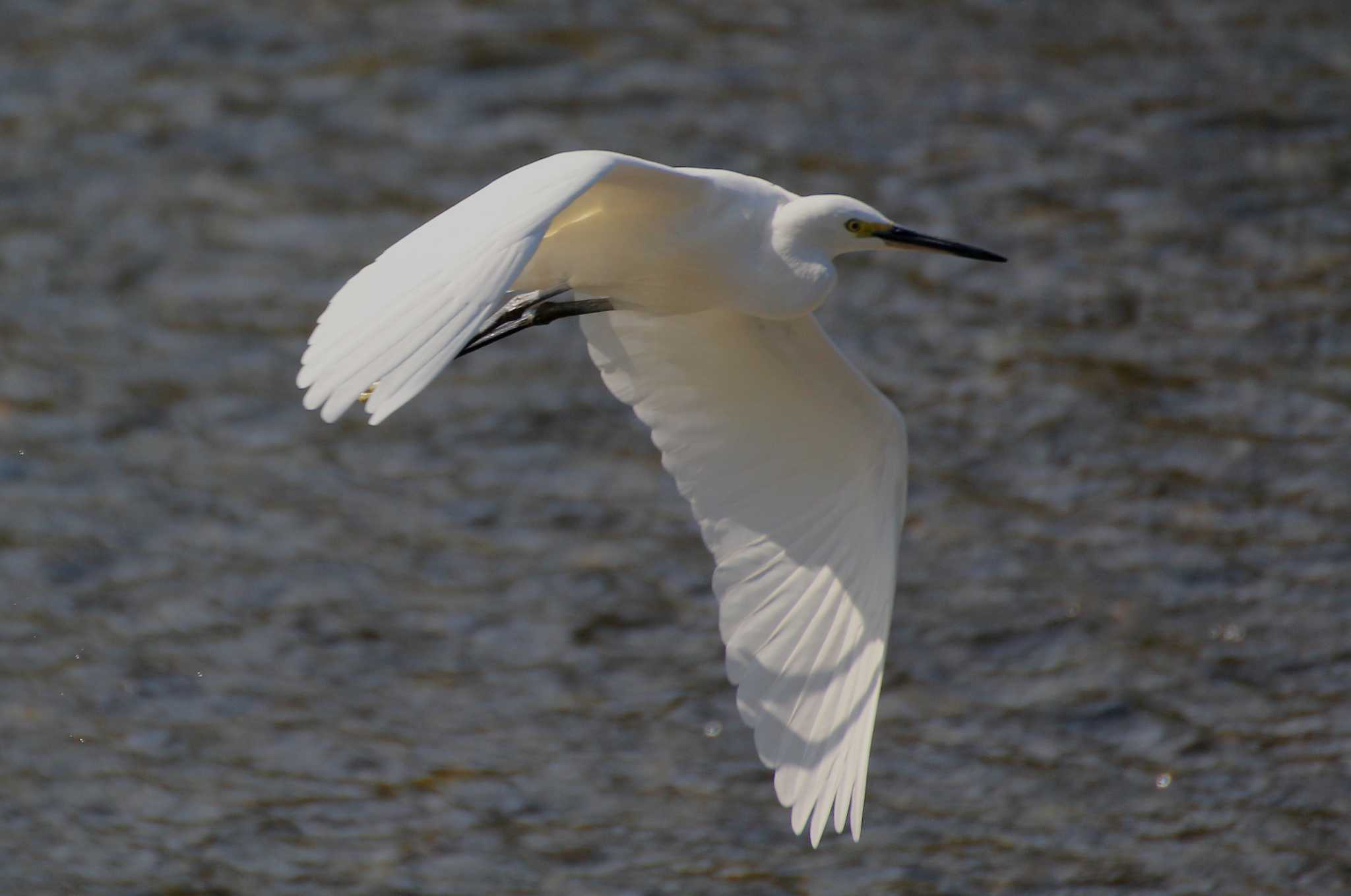 Photo of Little Egret at 京都府 by アカウント695