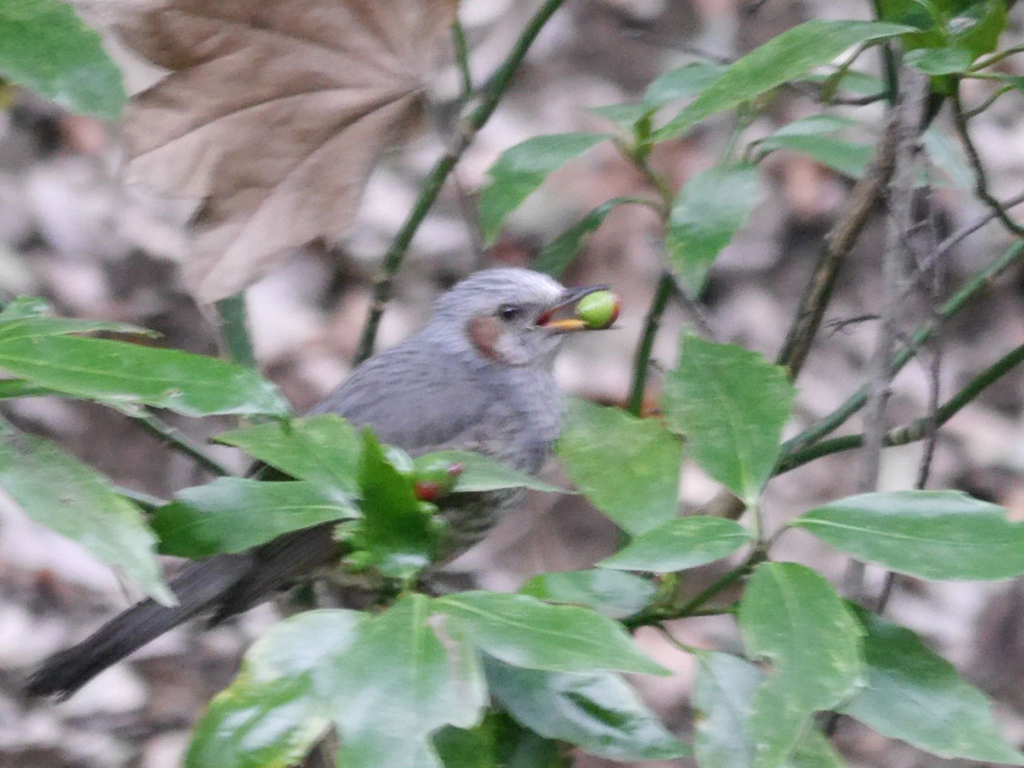 東高根森林公園 ヒヨドリの写真