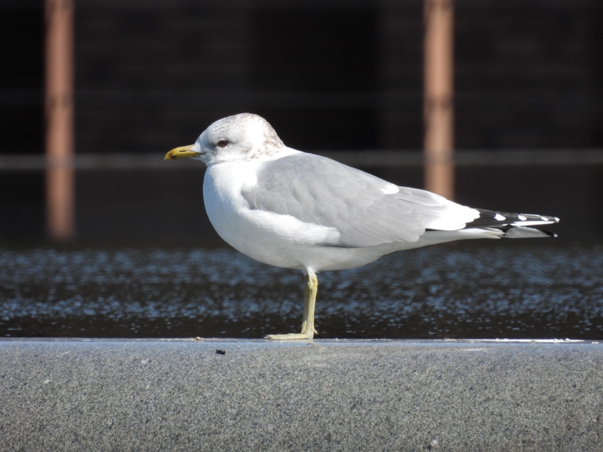  カモメの写真