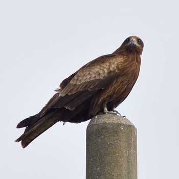 Black Kite 中里公園(寒川町) Thu, 3/4/2021