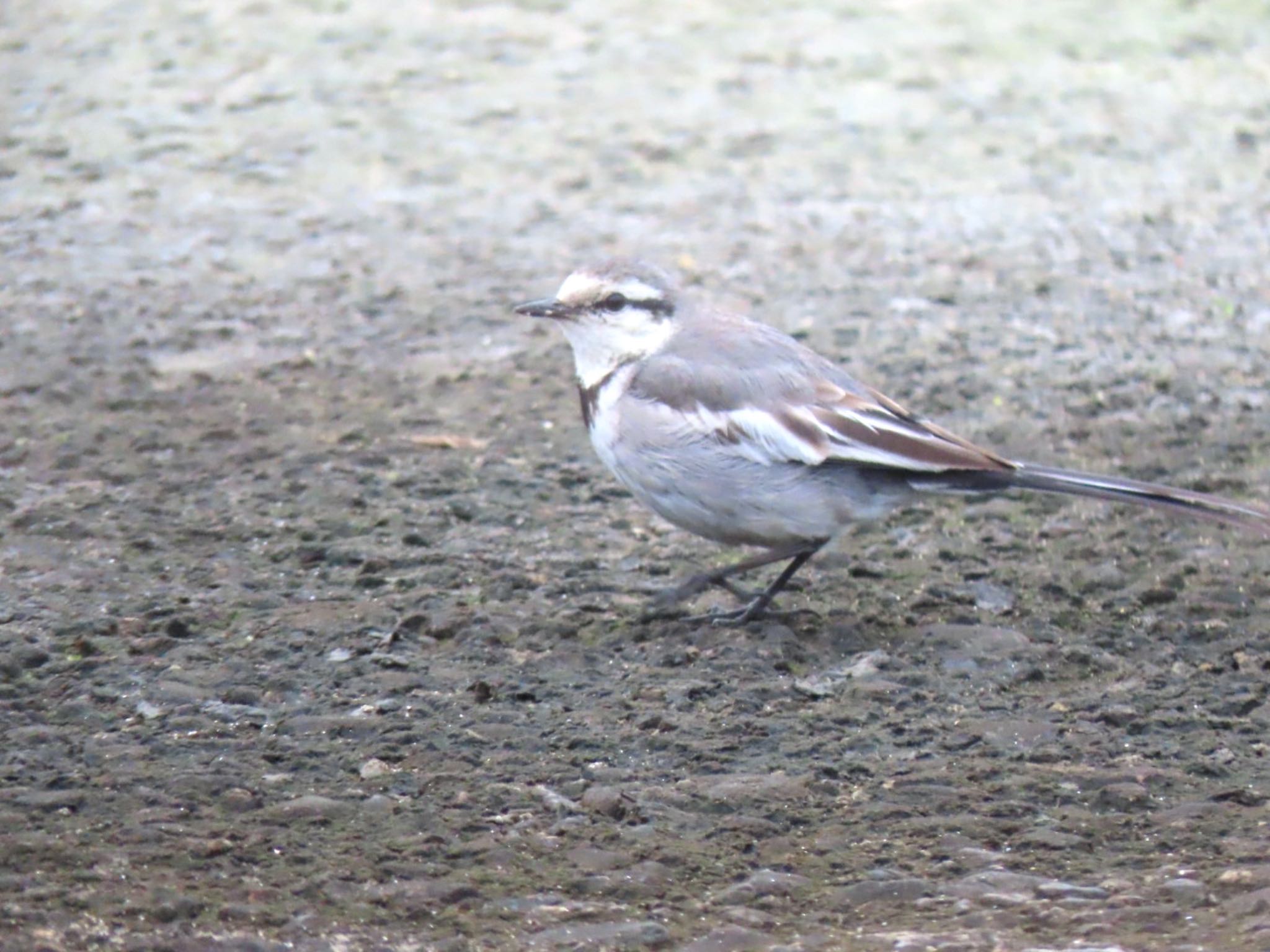 Photo of White Wagtail at 泉南市 by くるみ