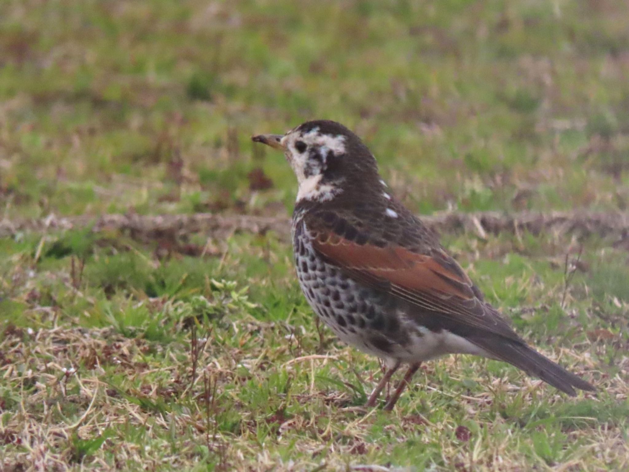 Photo of Dusky Thrush at 泉南市 by くるみ