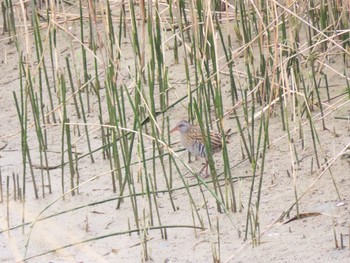 Brown-cheeked Rail 泉南市 Fri, 3/5/2021