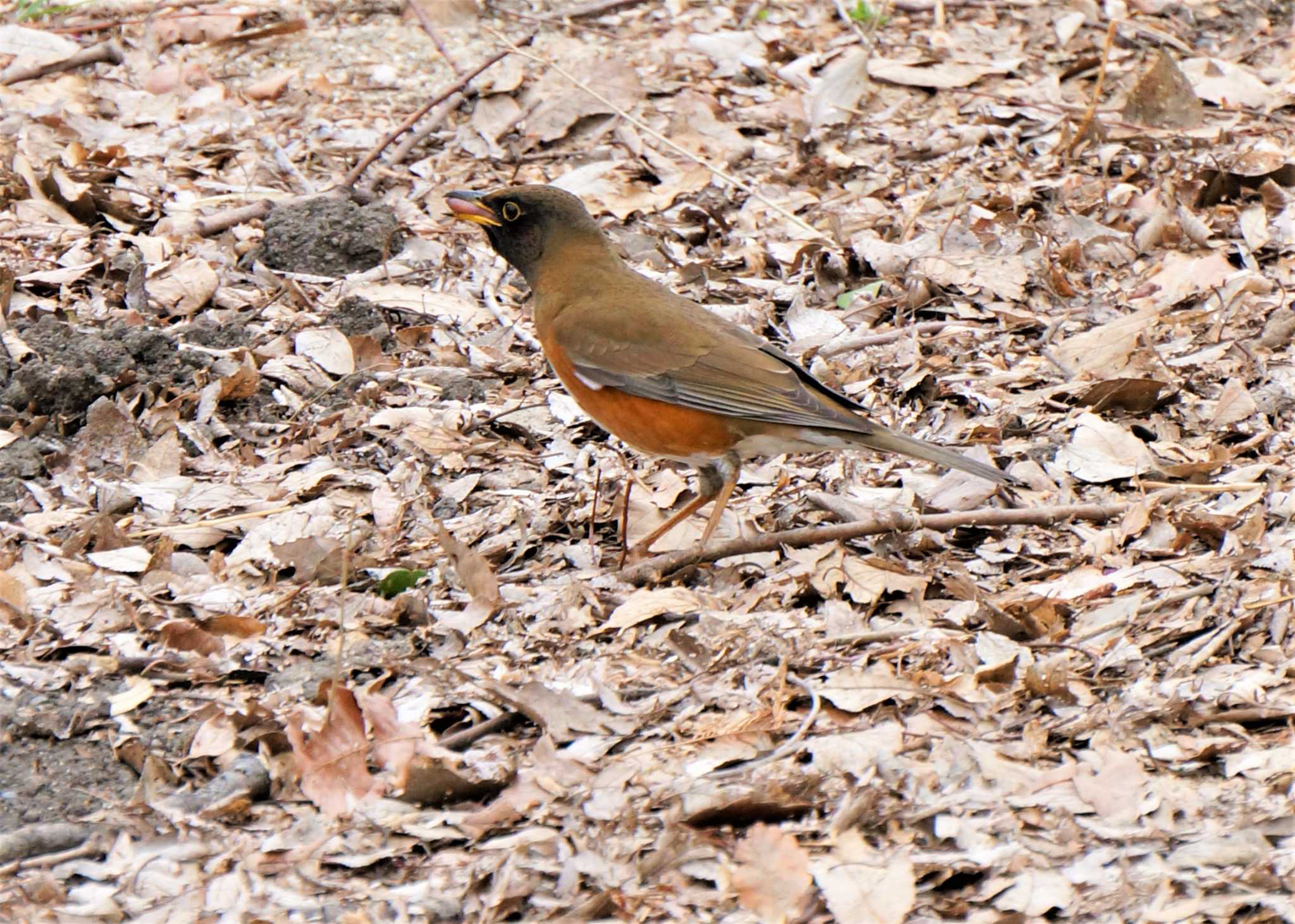 見沼自然公園 アカハラの写真