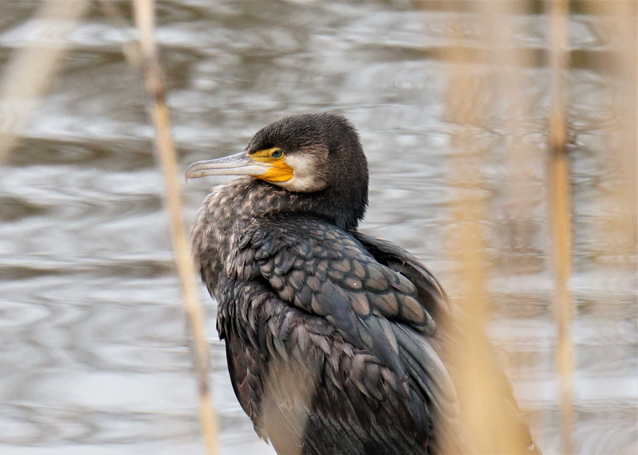 見沼自然公園 カワウの写真