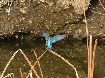 Common Kingfisher Unknown Spots Fri, 3/5/2021