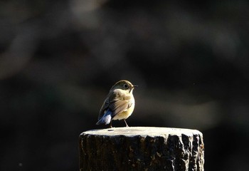 ルリビタキ 小山田緑地公園 2021年1月21日(木)