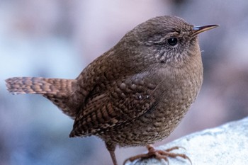 Sun, 2/28/2021 Birding report at Hinohara Tomin no mori