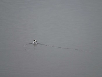 Smew Watarase Yusuichi (Wetland) Sat, 1/16/2021