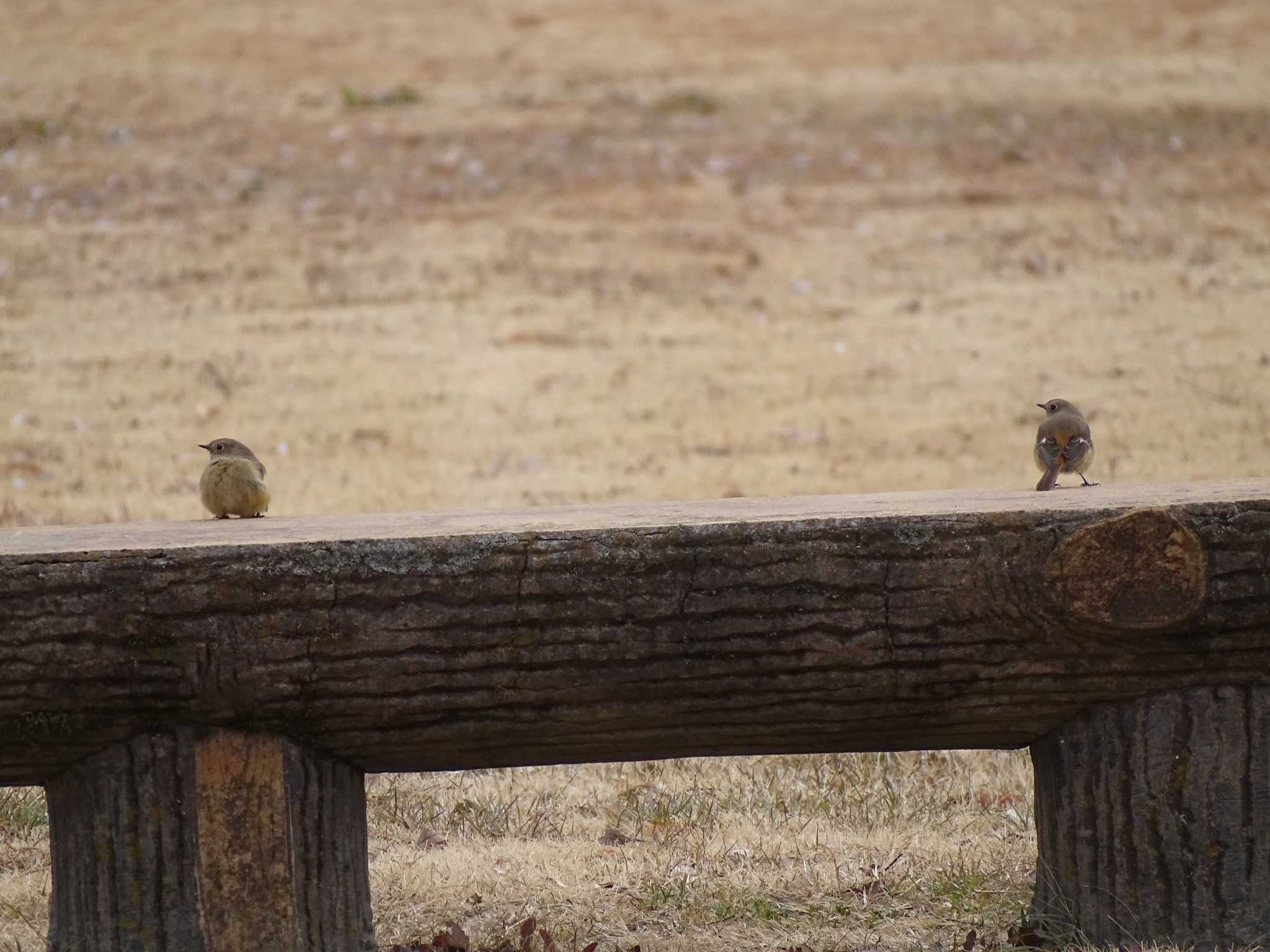 Photo of Daurian Redstart at Watarase Yusuichi (Wetland) by NU-1