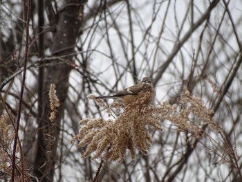 Siberian Long-tailed Rosefinch Watarase Yusuichi (Wetland) Sat, 1/16/2021