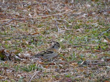 Brambling Watarase Yusuichi (Wetland) Sat, 1/16/2021