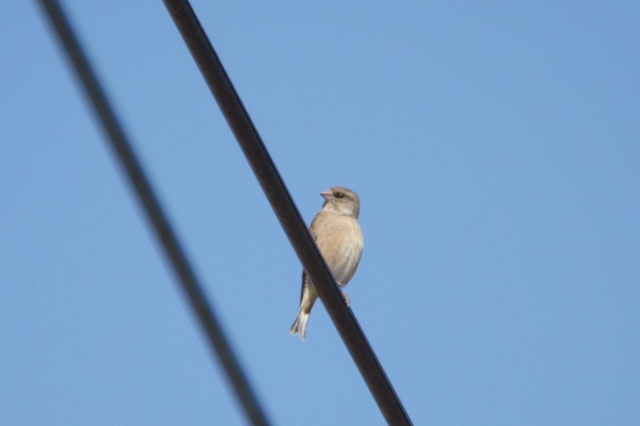 Grey-capped Greenfinch