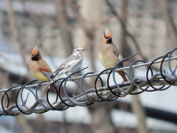 Japanese Waxwing 岡山城烏城公園お堀 Thu, 3/4/2021