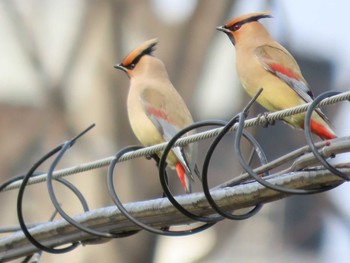 Japanese Waxwing 岡山城烏城公園お堀 Thu, 3/4/2021