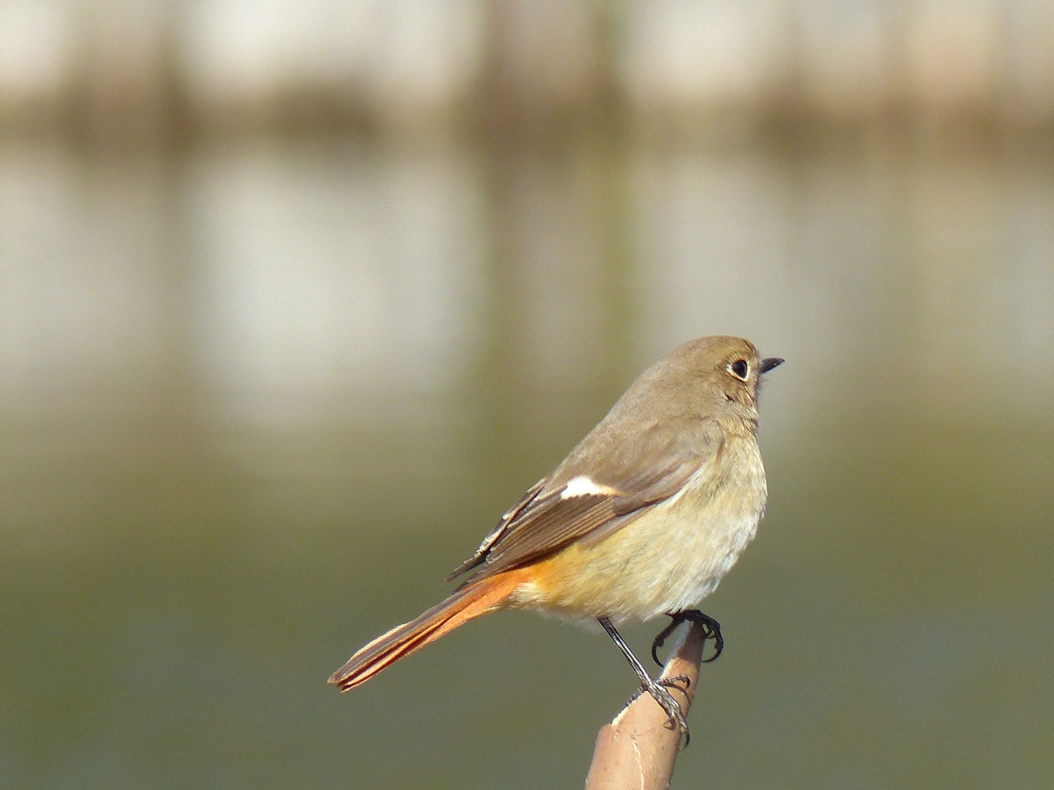 Daurian Redstart