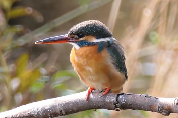 Common Kingfisher 洗足池(大田区) Sat, 2/27/2021