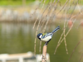 シジュウカラ 洗足池(大田区) 2021年2月27日(土)