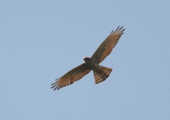 Grey-faced Buzzard 滋賀県 Sat, 9/12/2015