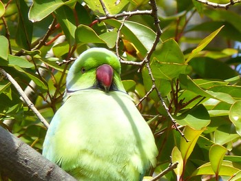 Indian Rose-necked Parakeet 洗足池(大田区) Sat, 2/27/2021