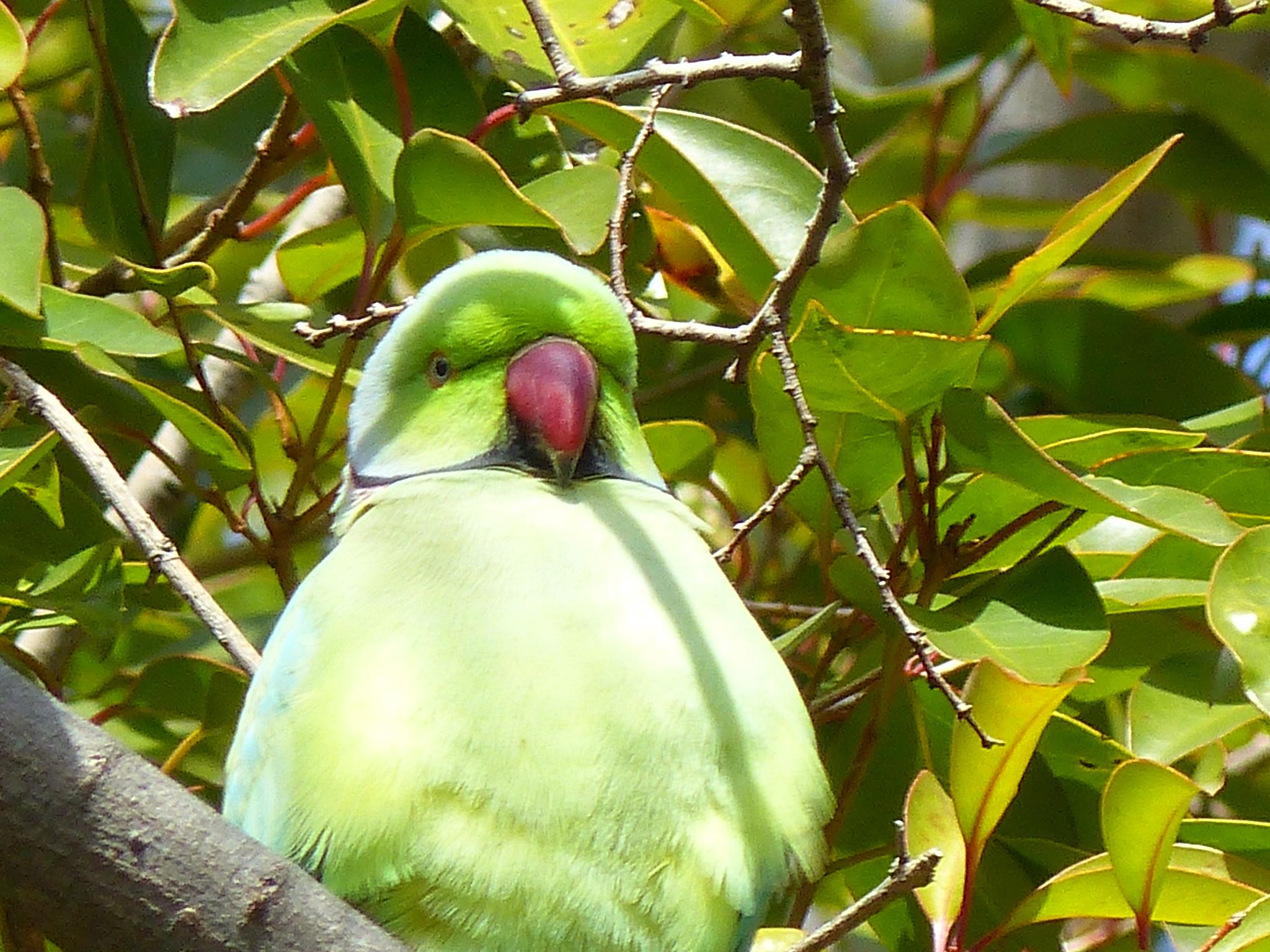 Indian Rose-necked Parakeet