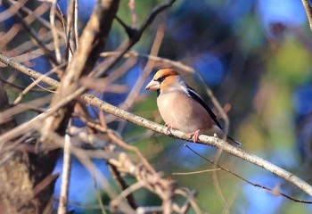 シメ 滋賀県 2016年1月3日(日)