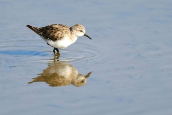 Little Stint 東京湾 Sun, 2/7/2021