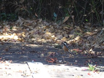 Varied Tit Shimizu Park(Chiba, Noda) Sun, 1/31/2021