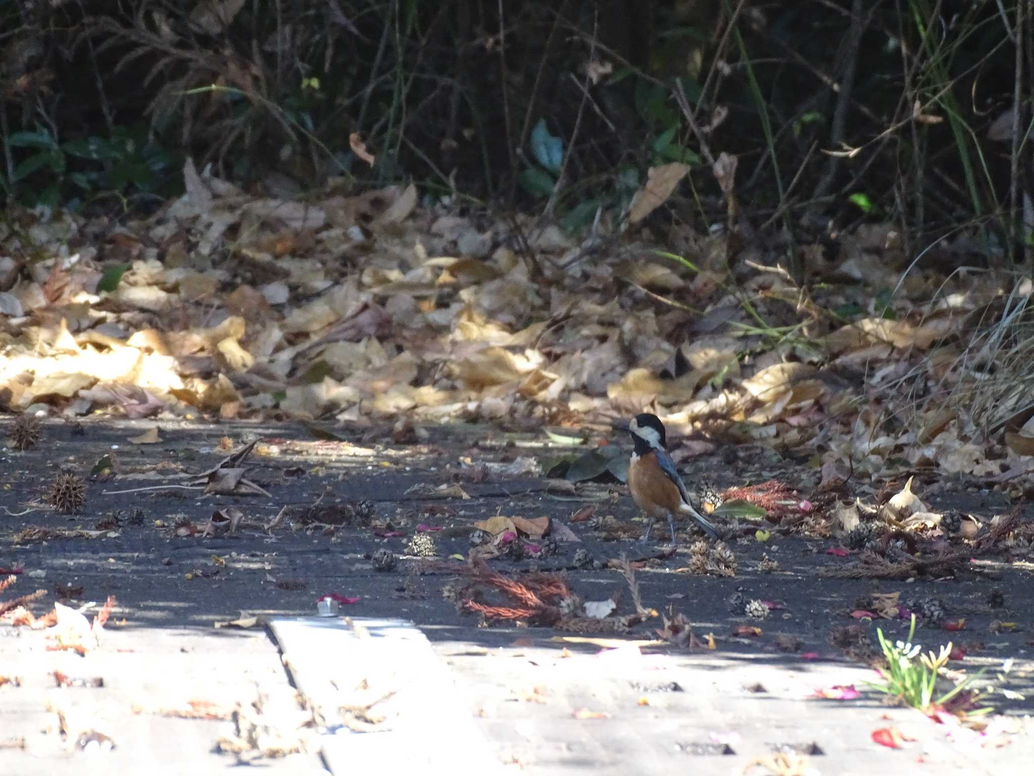 Photo of Varied Tit at Shimizu Park(Chiba, Noda) by NU-1