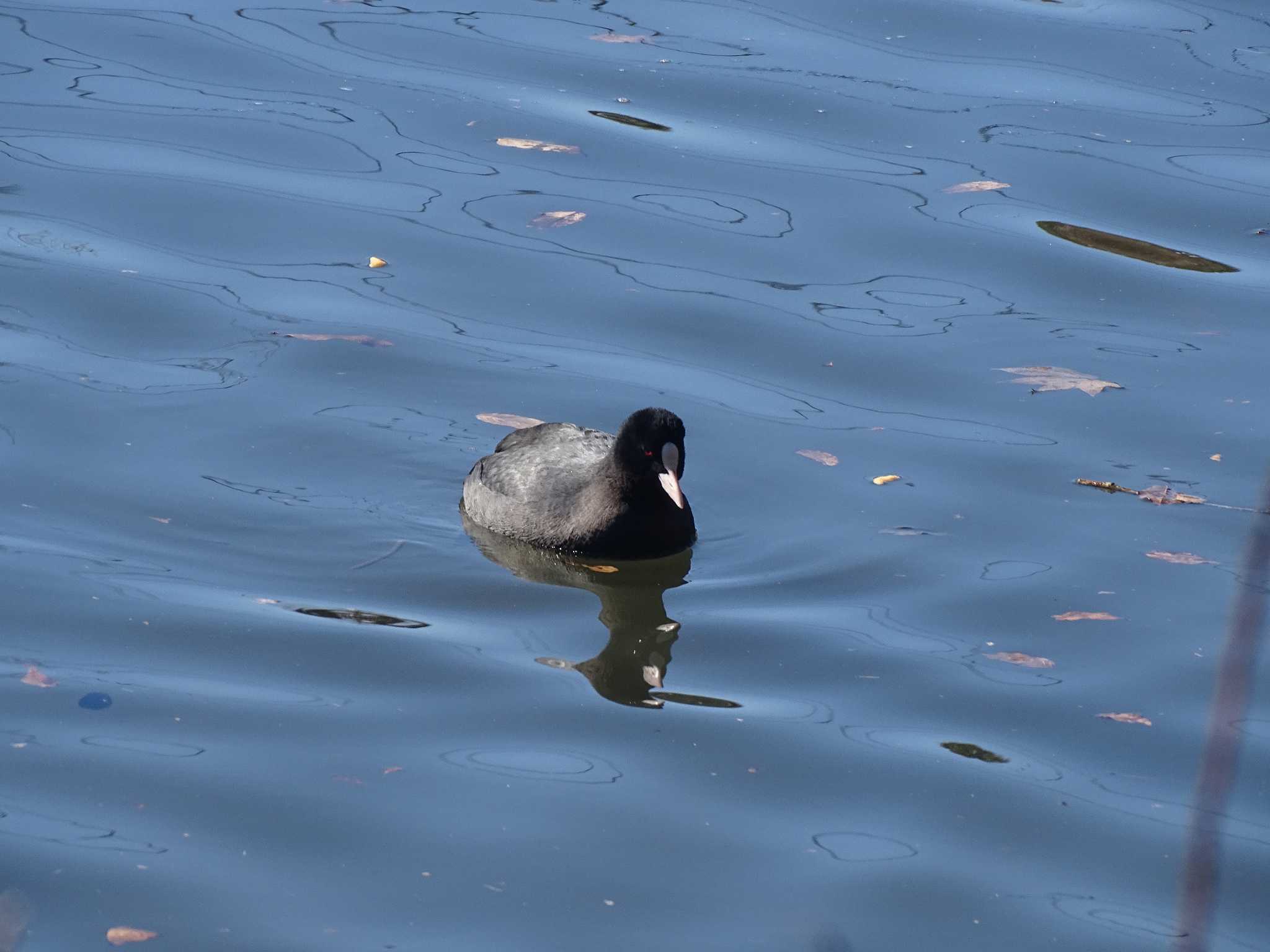 Photo of Eurasian Coot at Shimizu Park(Chiba, Noda) by NU-1