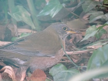 Pale Thrush Shimizu Park(Chiba, Noda) Sun, 1/31/2021