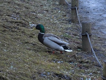 Mallard Shimizu Park(Chiba, Noda) Sun, 1/31/2021