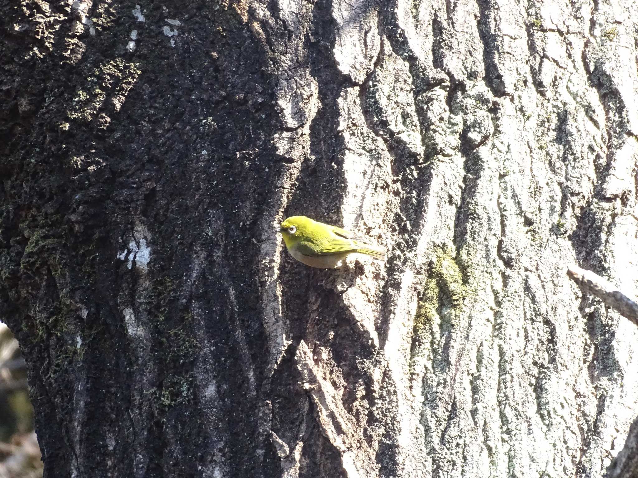 Photo of Warbling White-eye at Shimizu Park(Chiba, Noda) by NU-1