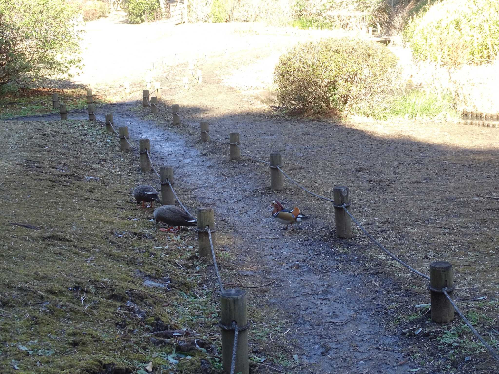 清水公園(千葉県野田市) オシドリの写真 by NU-1