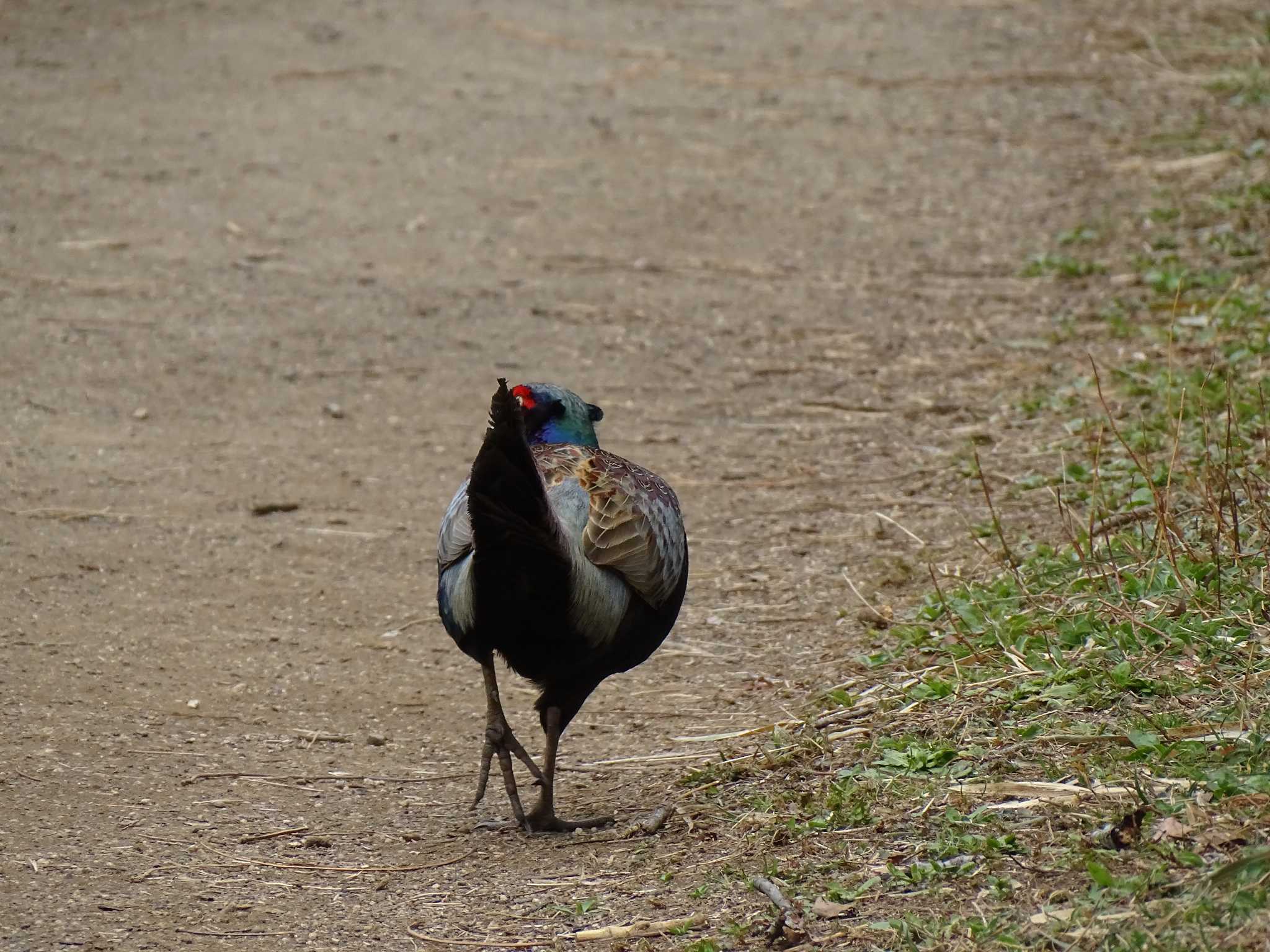Photo of Green Pheasant at Kitamoto Nature Observation Park by NU-1