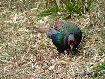 Green Pheasant Kitamoto Nature Observation Park Fri, 3/5/2021