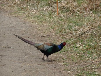 Green Pheasant Kitamoto Nature Observation Park Fri, 3/5/2021