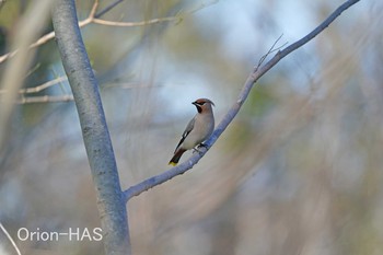 Bohemian Waxwing 東京都多摩地域 Wed, 2/24/2021