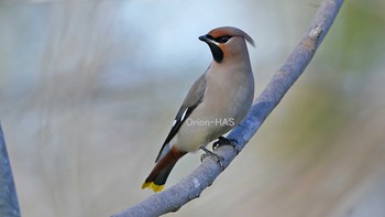 Bohemian Waxwing 東京都多摩地域 Wed, 2/24/2021