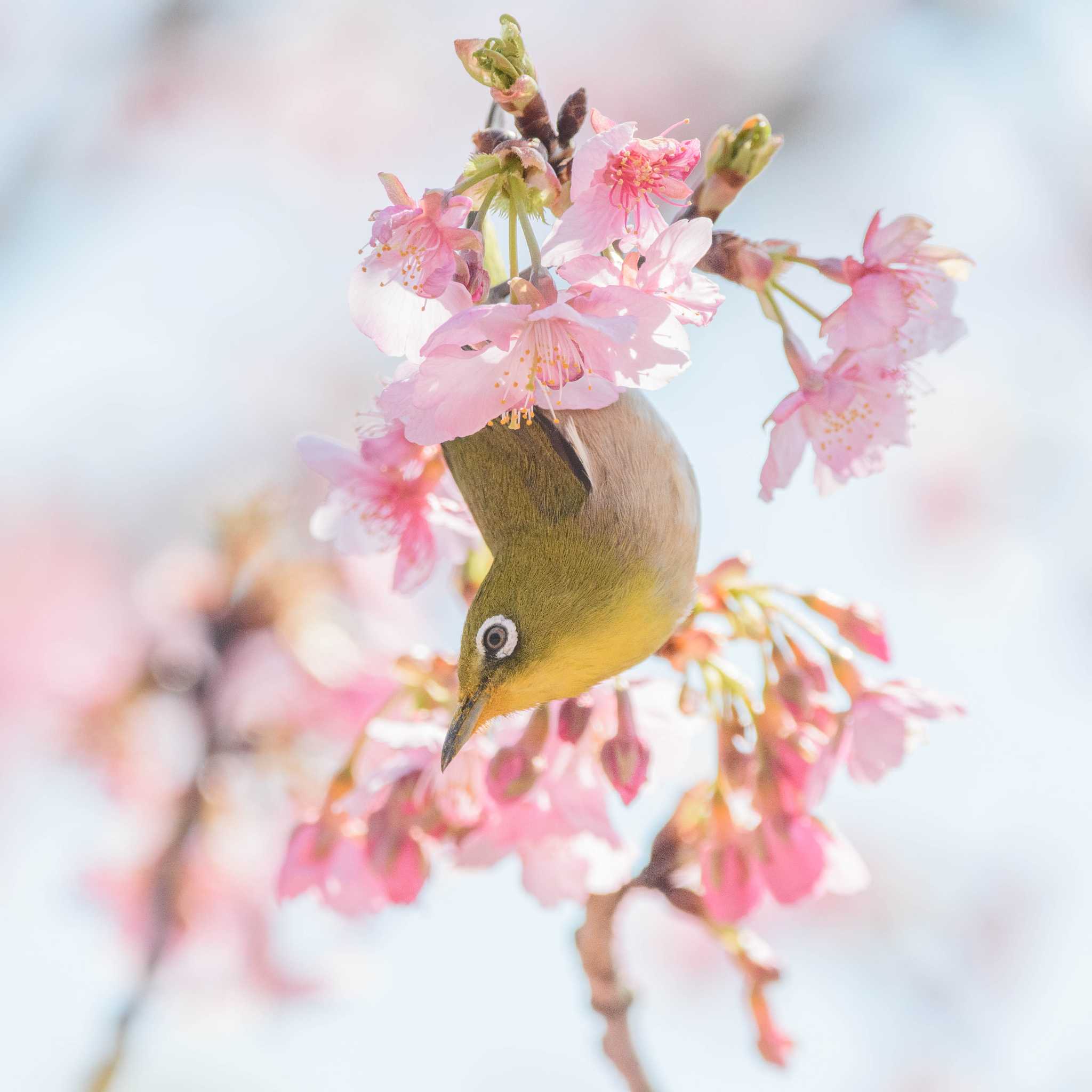桜メジロ by ぱんだまんち