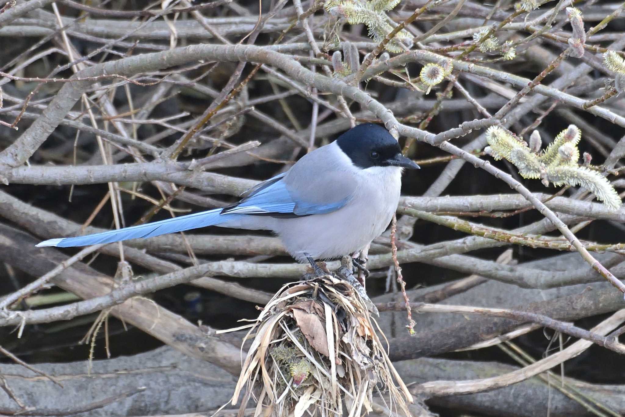 境川遊水地公園 オナガの写真 by Tosh@Bird