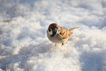 スズメ 滋賀県 2015年1月3日(土)