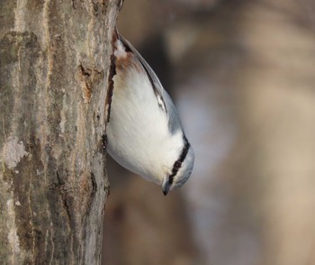 Eurasian Nuthatch Unknown Spots Fri, 2/12/2021