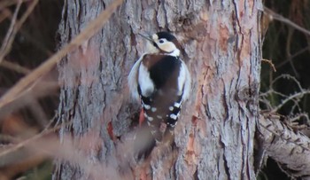 Great Spotted Woodpecker Unknown Spots Sun, 2/21/2021