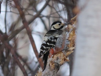 White-backed Woodpecker Unknown Spots Sun, 2/21/2021