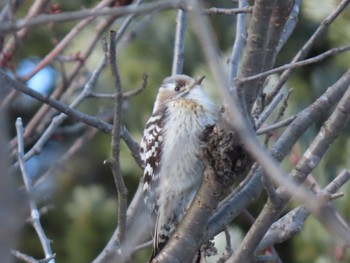 Japanese Pygmy Woodpecker Unknown Spots Sun, 2/21/2021