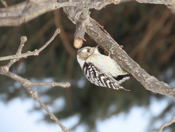 Japanese Pygmy Woodpecker Unknown Spots Wed, 2/24/2021