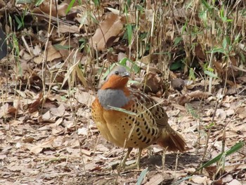 2021年3月4日(木) 黒川清流公園の野鳥観察記録