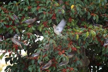 Japanese Waxwing 平塚市 Thu, 3/4/2021