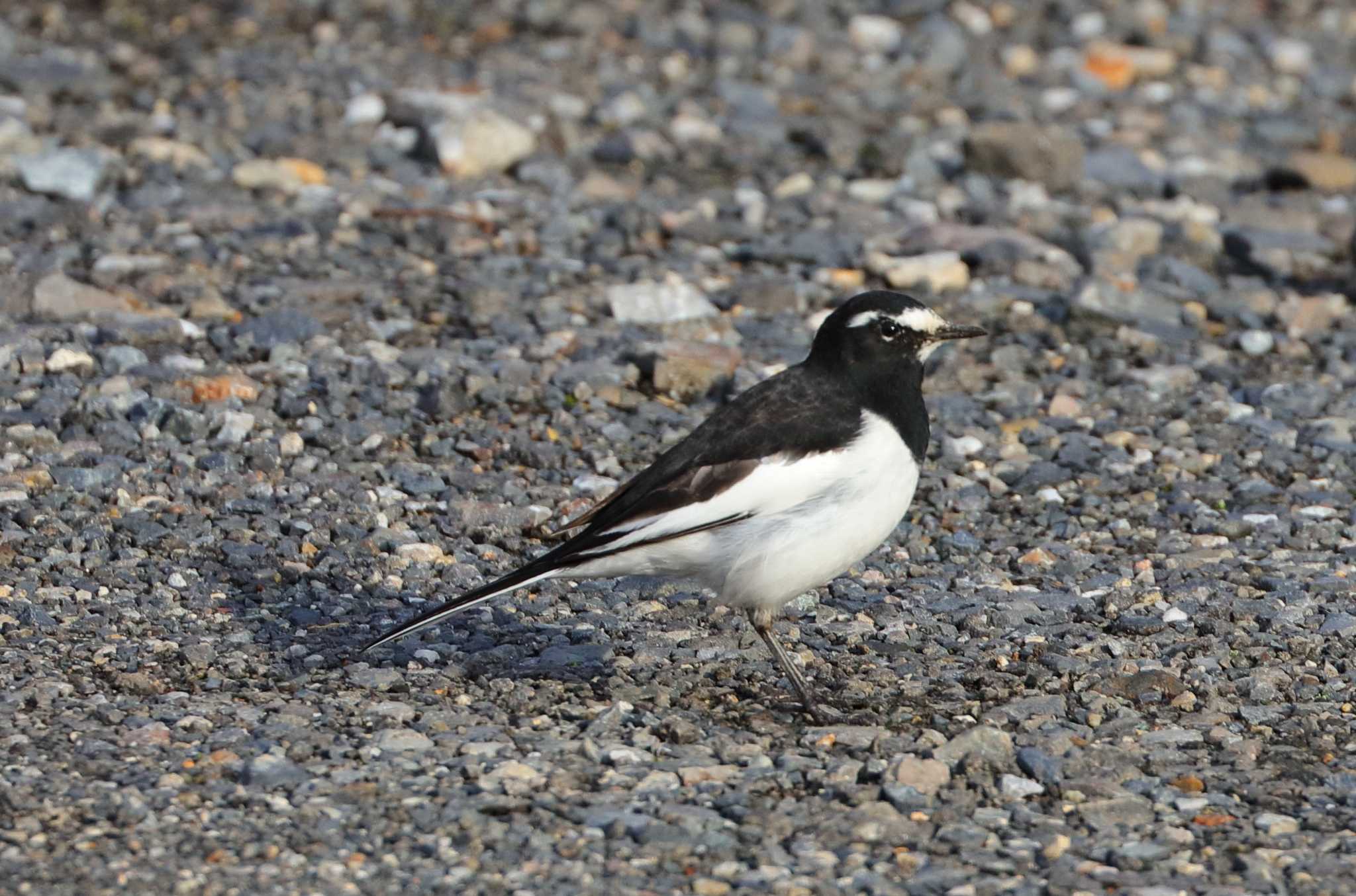 Photo of Japanese Wagtail at 滋賀県 by アカウント695